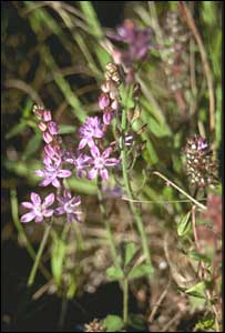 The delicate Autumn Squill