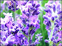 Ceanothus 'Blue Mound'