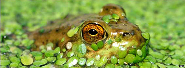 American bullfrog