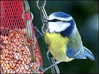 Blue Tit c/o RSPB Images