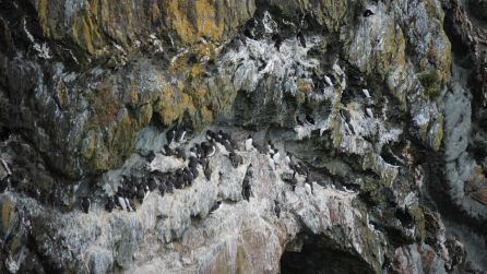 guillemots1.jpg