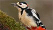 greater spotted woodpecker