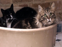 Some of the Olympic cats