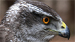 A male goshawk