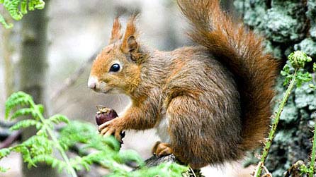 red squirrel by alan burfitt