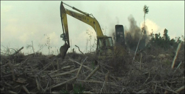 Land cleared in Indonesia for 'sustainable palm oil production'