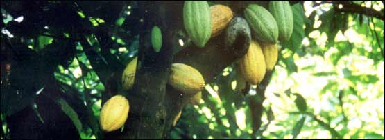 Cocoa tree