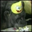 Chita