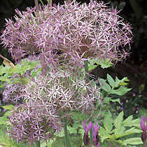 Ornamental onion