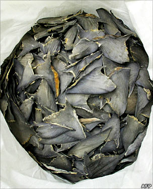 Shark fins in sack