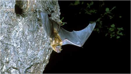 Noctule Bat c/o Bat Conservation Trust and Hugh Clark