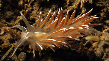 Coryphella lineata by CCW