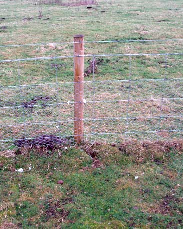 unidentified jelly substance on fence post