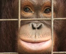 Orang-utan looks through cage bars
