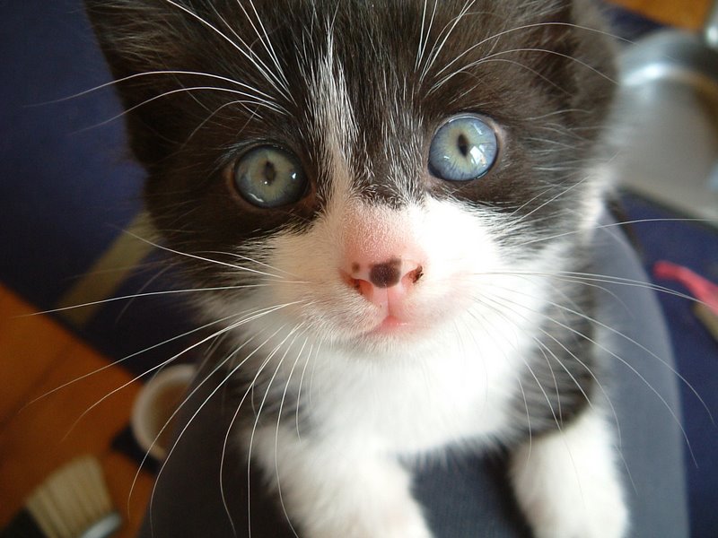 A very cute Sam