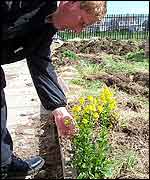 Paul looking at a plant