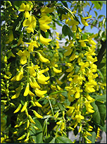 Laburnum Watereri Vossii
