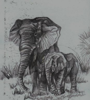 Elephants