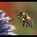Buzz off Bee!!