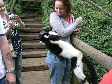 animal