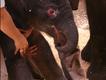 Parto de elefante na Austrália (Foto: Bobby-Jo Vial, Taronga Zoo)
