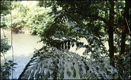 A photo taken of the Brunei rainforest by one of our users.