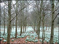 Snowdrops at Welford Park, Newbury (Sam Pritchard)