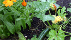 Courgette plant