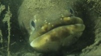 European Eel from the Nature Picture Library