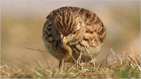 Skylark feeding c/o Margaret Holland