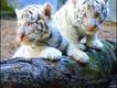 Foto do livro ZooBorns, de Andrew Bleiman e Chris Eastland, publicado por Constable & Robinson
