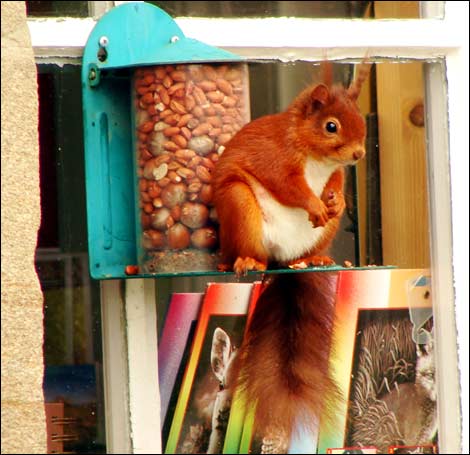 Red squirrel at Kielder. Photo: Michael Connor