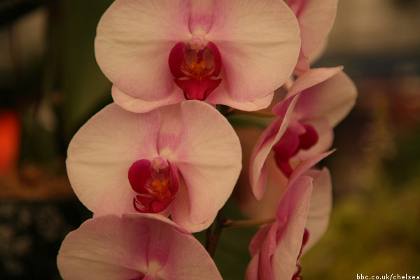 Chelsea Flower Show 2011