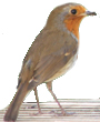 Pic: Robin in Mark Patterson's Garden