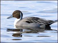 A Pintail. Photo: RSPB