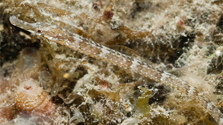 A pipefish, photographed by marine scientist Paul Kay.