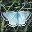 South Downland Blue butterlfy c/o Downland Trust