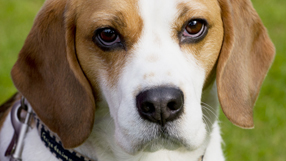 Spider: Over The Rainbow Toto