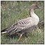 Pink footed Goose c/o RSPB Images/Gomersall