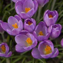 Crocus tommasinianus