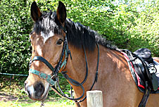 a horse