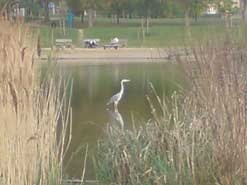 Heron on the river