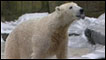 Urso Knut