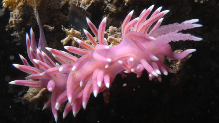 A Sea Slug Courtesy of CCW