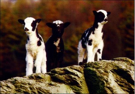 lambs.JPG