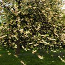 Halesia carolina