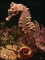 Short-snouted seahorse
