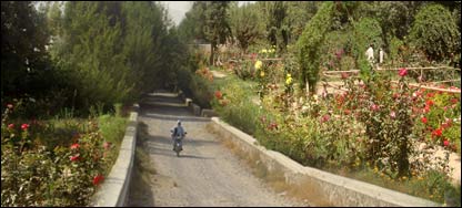 سرکاري باغ