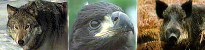 wolf, sea eagle, wild boar