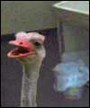 Ostrich in the studio